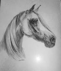 portrait of an arab horse pencil drawing i love all horses but there is something about arab horses that really inspire horses pencil drawings horse drawings