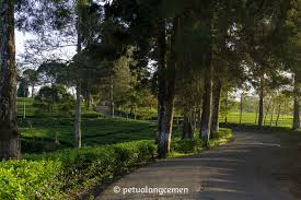 Kebun teh kertamanah pangalengan, image by ig : Kebun Teh Malabar Pangalengan 2 Petualang Cemen