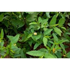 Image result for Sida acuta