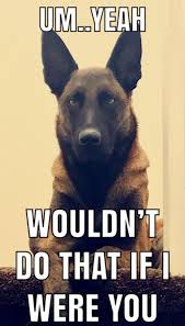 Um Yeah Don T Just Don T Malinois Dog Belgian Malinois Dog Malinois Funny