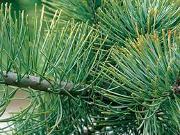Maybe you would like to learn more about one of these? Fir Vs Spruce Vs Pine How To Tell Them Apart Finegardening