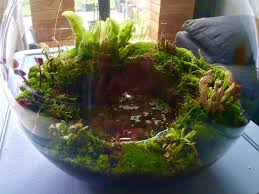Carnivorous Plants Terrarium Carnivorous Plants Terrarium Fairy Terrarium Carnivorous Plants