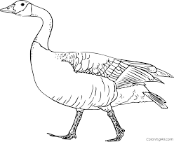 Also some a realistic coloring page for older kids learning about canada geese. Goose Coloring Pages Coloringall