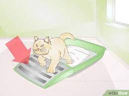 How To Keep Cat Litter From Tracking 10 Steps With Pictures