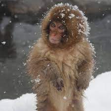 Snow Monkeys In Japan Snow Monkey Types Of Monkeys Cute Monkey