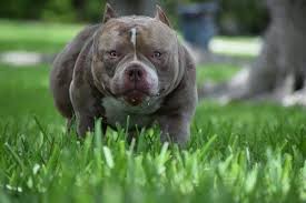 Top Extreme Build Micro Pocket American Bully Stud American Bully Bully Dog Pocket Bully
