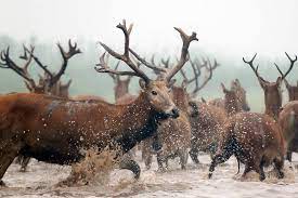 World largest Père David's deer herd thrives in Shishou, Hubei