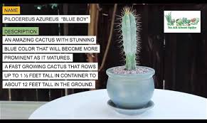 Christmas cactus are popular blooming houseplants. Its All About Spike Pilocereus Azureus Blue Boy Facebook