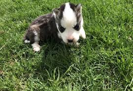 The adoption of a puppy is a big commitment. Siberian Husky Puppy For Sale Adoption Rescue For Sale In Sandpoint Idaho Classified Americanlisted Com