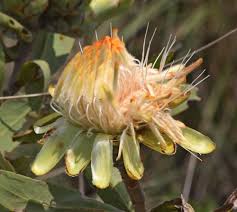 Image result for Protea gaguedi