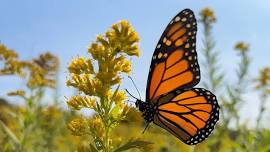 Protect the Pollinators with Seed Bombs
