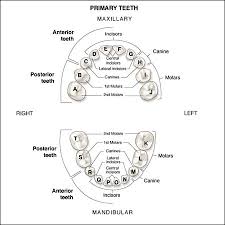 Primary Dentition An Overview Of Dental Anatomy