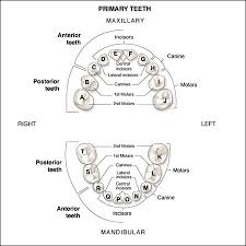 primary dentition an overview of dental anatomy