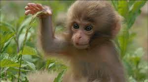 27 List Different Types Of Monkeys Facts And Information Top 10 Cutest Animals Cute Baby Monkey Animals