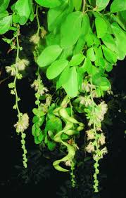 Image result for Cussonia zimmermannii