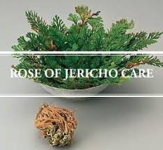 This easy care houseplant seemingly comes back to life when placed in water and requires very little maintenance. Rose Of Jericho Care How To Grow A Resurrection Plant Gardening Brain