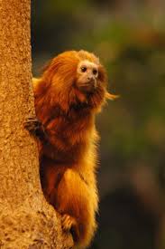 Tiny monkeys are the cutest. 13 Different Types Of Monkeys From Around The World Nayturr