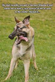 Funniest animal pictures quote with images. Pin On Dog