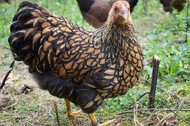 Huhnerrasse Die Wyandotten Ist Eine Beliebte Zwiehuhner Rasse Aus Amerika Schon Friedlich Und Robust Huhner Huhner Als Haustiere Huhnerrassen