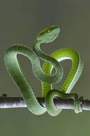 Pin By Hoang Việt Chung On Animal Rắn In 2020 Macro Photos Photo Galleries Macro