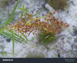 Image result for Fimbristylis complanata
