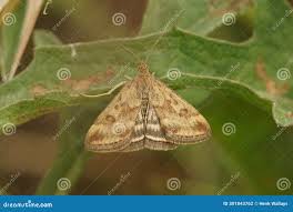 Image result for Pyrausta despicata