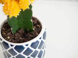 Care for a coral cactus by fulfilling its basic indoor or outdoor needs while steering clear of the plant's sap, which can cause inflammation of the eyes you can care for a coral cactus. Ruby Ball Cactus Moon Cactus Plant Care Growing Guide