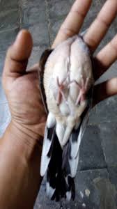 Keluarga si buntel mayit pitik ternak ayam bangkok enda facebook. Arti Katuranggan Berdasarkan Bentuk Fisik Burung Perkutut Perkutut Nusantara