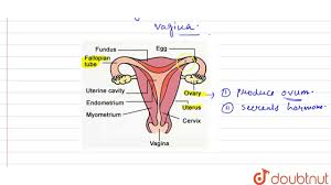 If the egg is not fertilized, then the thick and soft inner lining along with the dead egg and blood vessels, of uterus gets. Draw A Labeled Diagram Of Female Reproductive System Answer Youtube