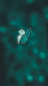 We did not find results for: Blue Butterfly Pictures Download Free Images On Unsplash