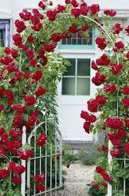 Also, the garden is in the full sun, so a hat would be a good idea. 100 Best Roses In Potatoes Ideas Flower Garden Plants Beautiful Flowers