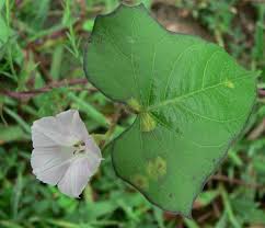 Image result for Ipomoea wightii