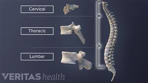 Image result for Lumbar vertebrae