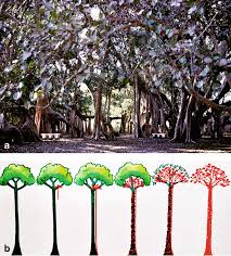 Image result for Sporobolus myrianthus