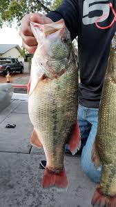 Much of professional bass fishing has changed in 2019. Two Anglers Busted For Cheating In Bass Tournament