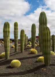 Beaux Specimens Cactus Garden Plant Aesthetic Desert Landscaping