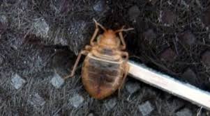 Pest free sydney provides excellent bed bug control & treatment in sydney. Bed Bugs And Bed Bug Pest Control Sydney