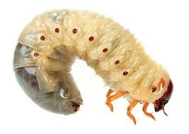 Image result for maggots