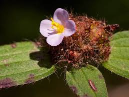 Image result for Antherotoma debilis