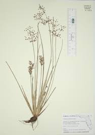 Image result for Fimbristylis miliacea