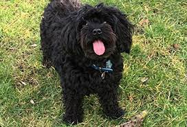Maybe you would like to learn more about one of these? Do Cavapoos Get Separation Anxiety Behavior Problems Revealed