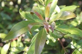 Image result for Faurea