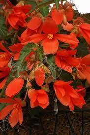 Begonia Cascade Orange Summer Flowering Bulbs Perennial Flowering Plants Begonia
