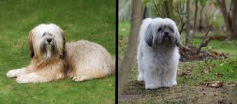 What Is The Difference Between A Tibetan Terrier And A Lhasa