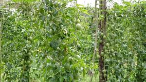 In colder climates, choose a spot in front of north facing wall to utilise to radiated heat. Best Practice To Grow Passion Fruits By Experts Youtube