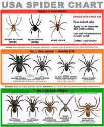 33 best spiders spiders spiders images spider brown