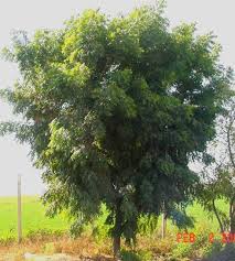  வேப்பையின் மருத்துவ குணம் 