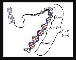 Svt Bac معلومات حول البصمات و علم الجينات معلومات Facebook