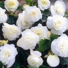 A macro of a begonia flower. Non Stop Begonia White In Pots Beechmount Garden Centre