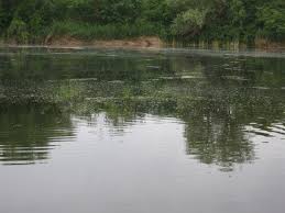 Jul 17, 2010 · demult sau de mult. Wsbteam Pescuit La Rapitori Arhiva Stiuci ArÄdene Si Un Spinnerbait Demult Uitat Wsbteam Pescuit La Rapitori